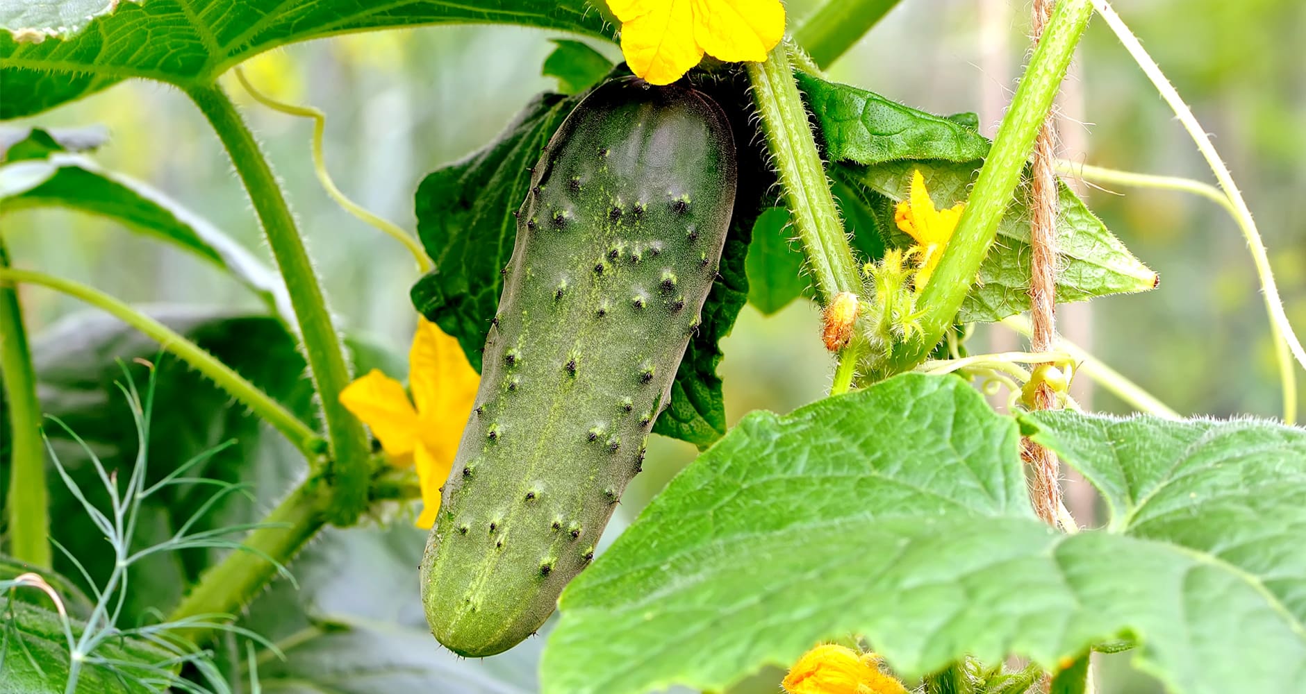 cucumber